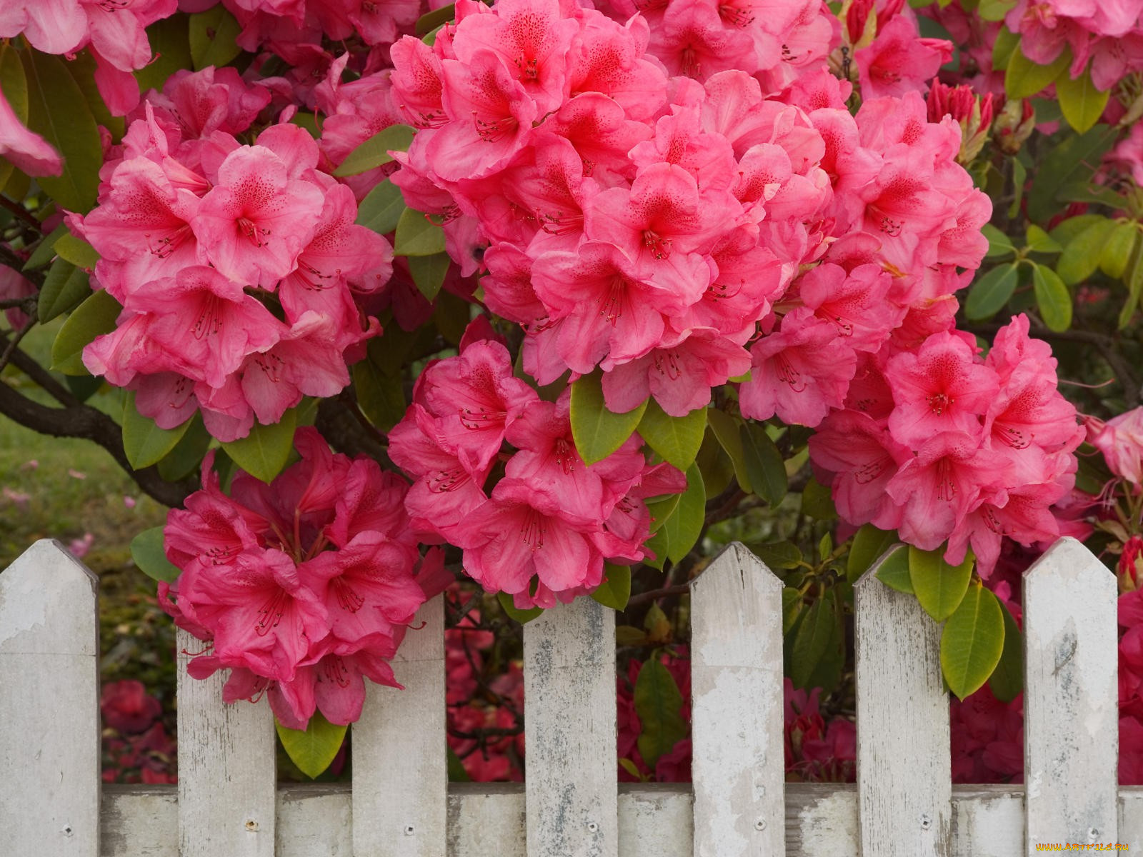 rhododendron, and, fence, reedsport, oregon, , , 